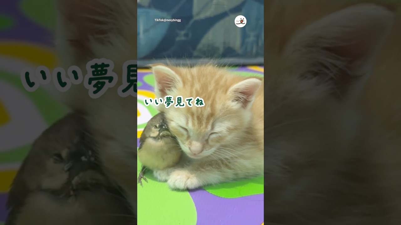 子猫を支えてくれる優しい鳥さん｜PECO