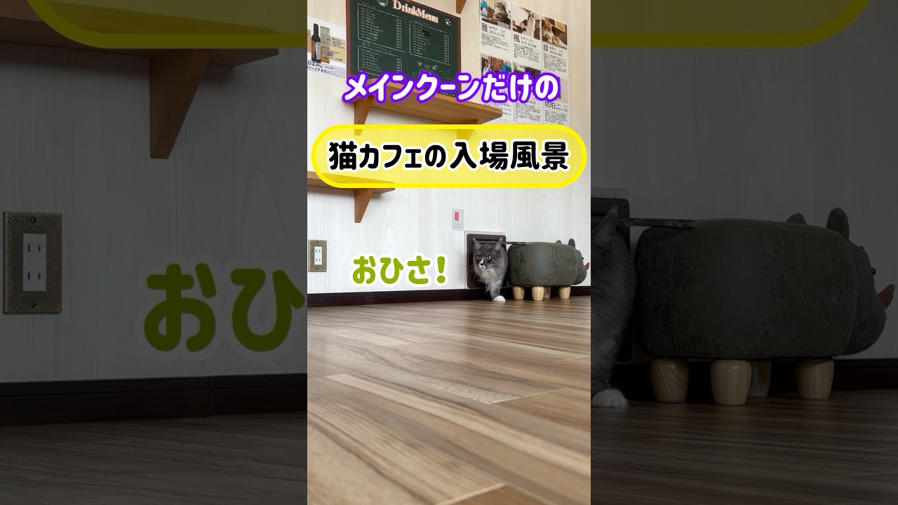 メインクーンだけの【猫カフェの入場風景】#mainecat #cooncat #cat #もふ