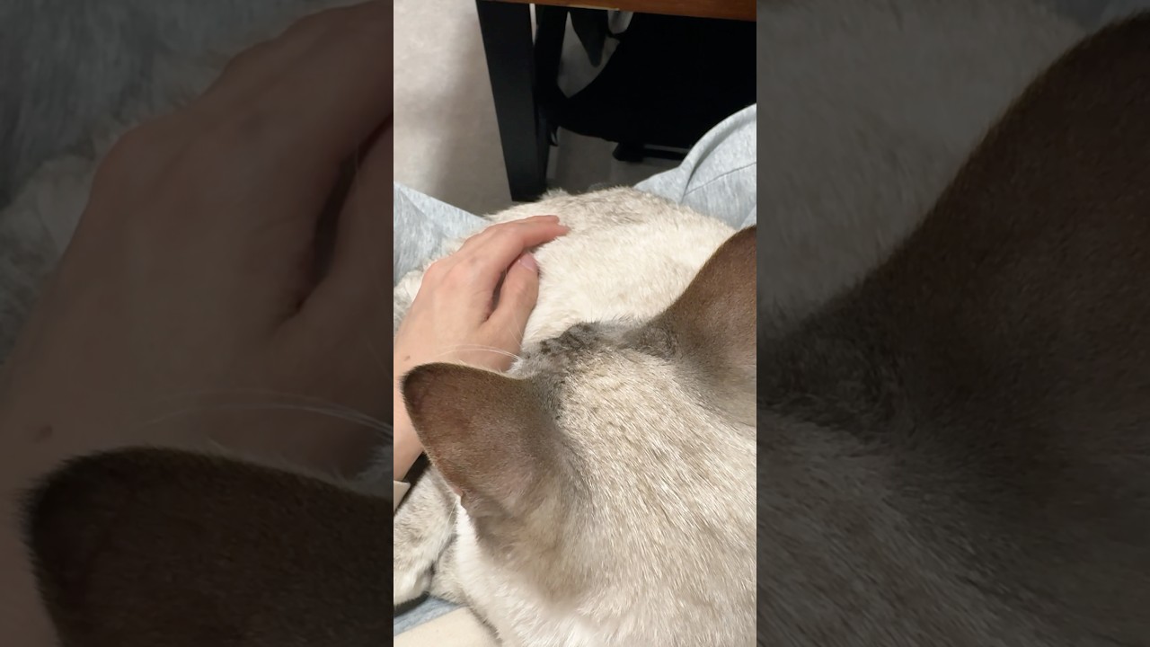 膝乗り猫を上から見たらこんな感じです　#シャムトラ #元保護猫 #シャムミックス  #cat #猫耳 #kitten  #猫耳 #siamesemix