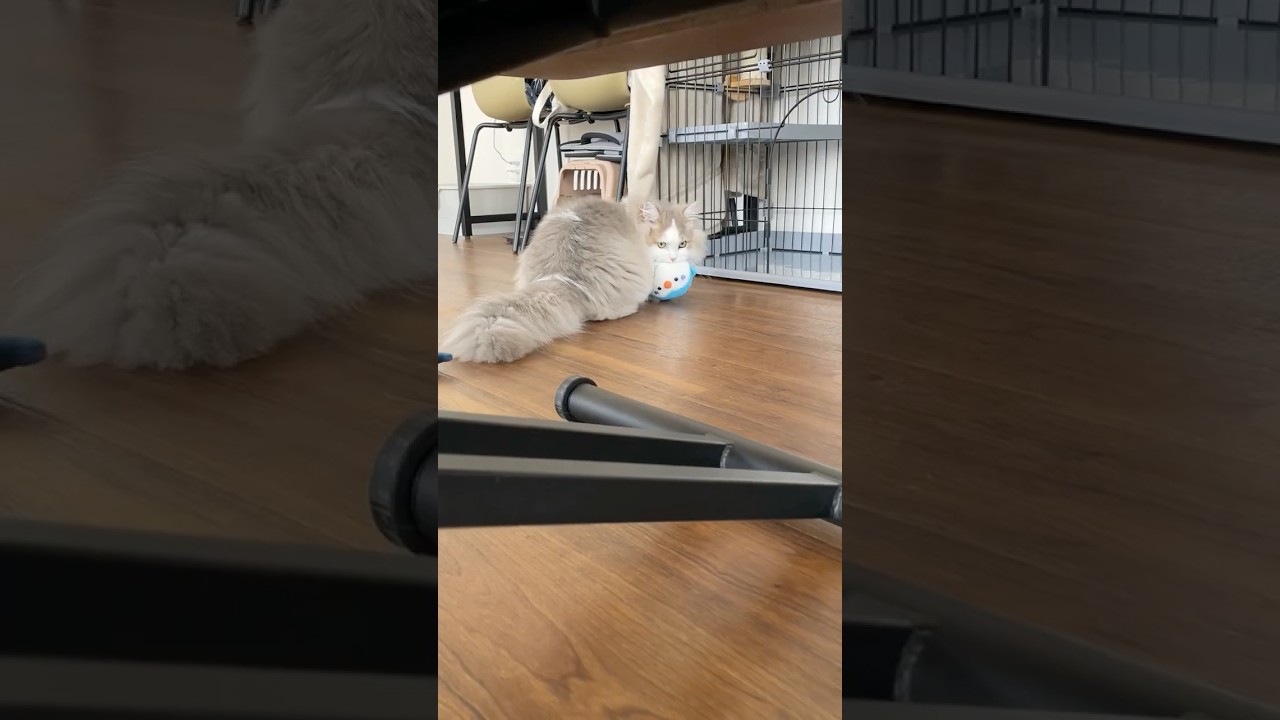 ぬいぐるみを咥えて運んで遊びたい猫 #ミヌエット