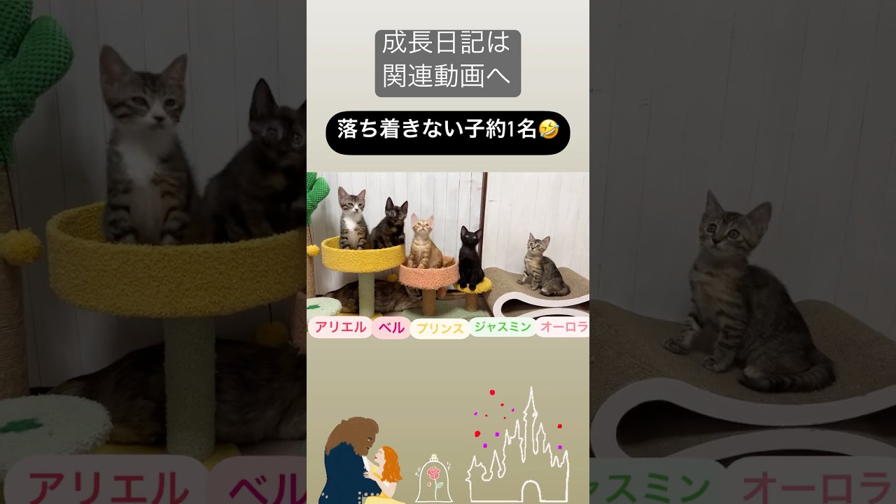猫じゃらしTime♪ 成長日記は関連動画へ　#kitten #子猫　#保護猫