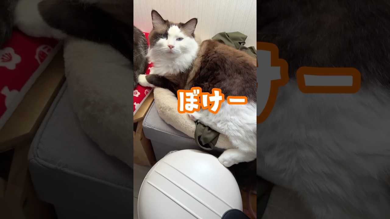 【猫動画】ラグドールまだ成長中😈#shorts #猫 #ラグドール #アメリカンショートヘア