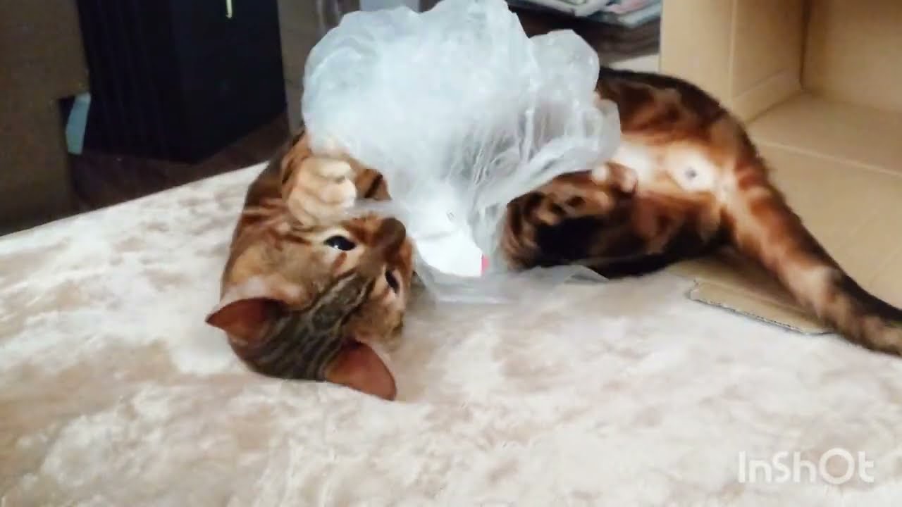 【猫のひとり遊び】ベンガル猫のうりくんは、シールが取りたくてひたすらガリガリ。