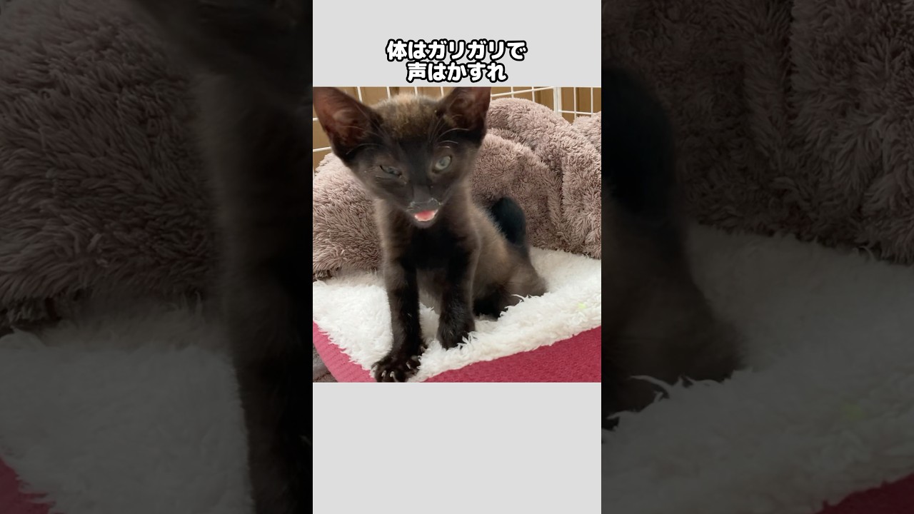 人にすがったガリガリの子猫【保護猫日記】#shorts #子猫 #保護 #保護猫 #子猫　保護
