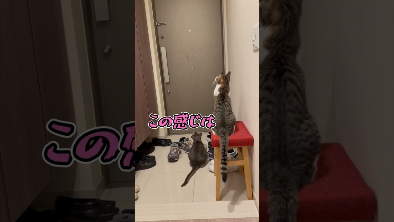 ニャン斗の拳21 ～ただ見てるだけの兄弟猫～ shorts #猫 #アビシニアン