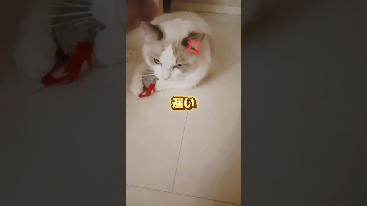 帰りが遅くて怒りまくる猫#イライラ#shorts#short#cat#ショート#ショート動画#猫#ねこ#ネコ#ねこ動画#怒る#怒る猫#ラグドール#ラガマフィン