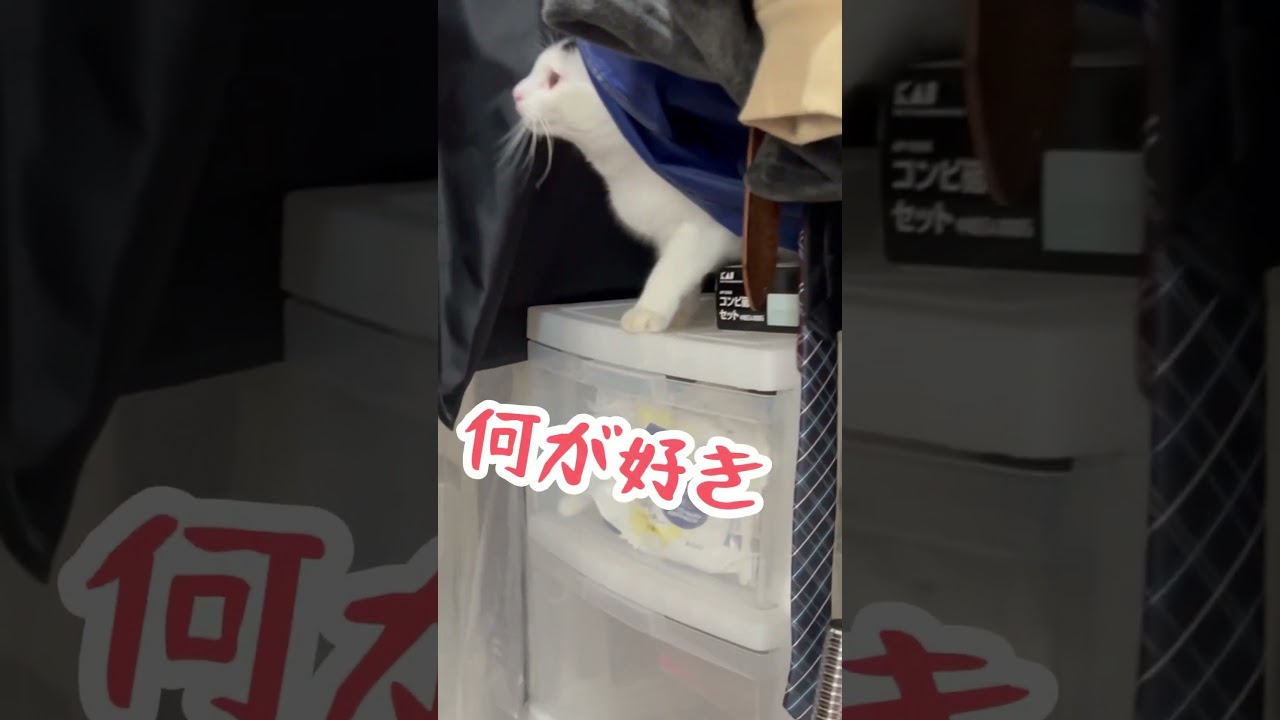 愛❤️スクリ〜ム！#保護猫 #ねこ #猫のいる暮らし #ミルねーさん #shorts