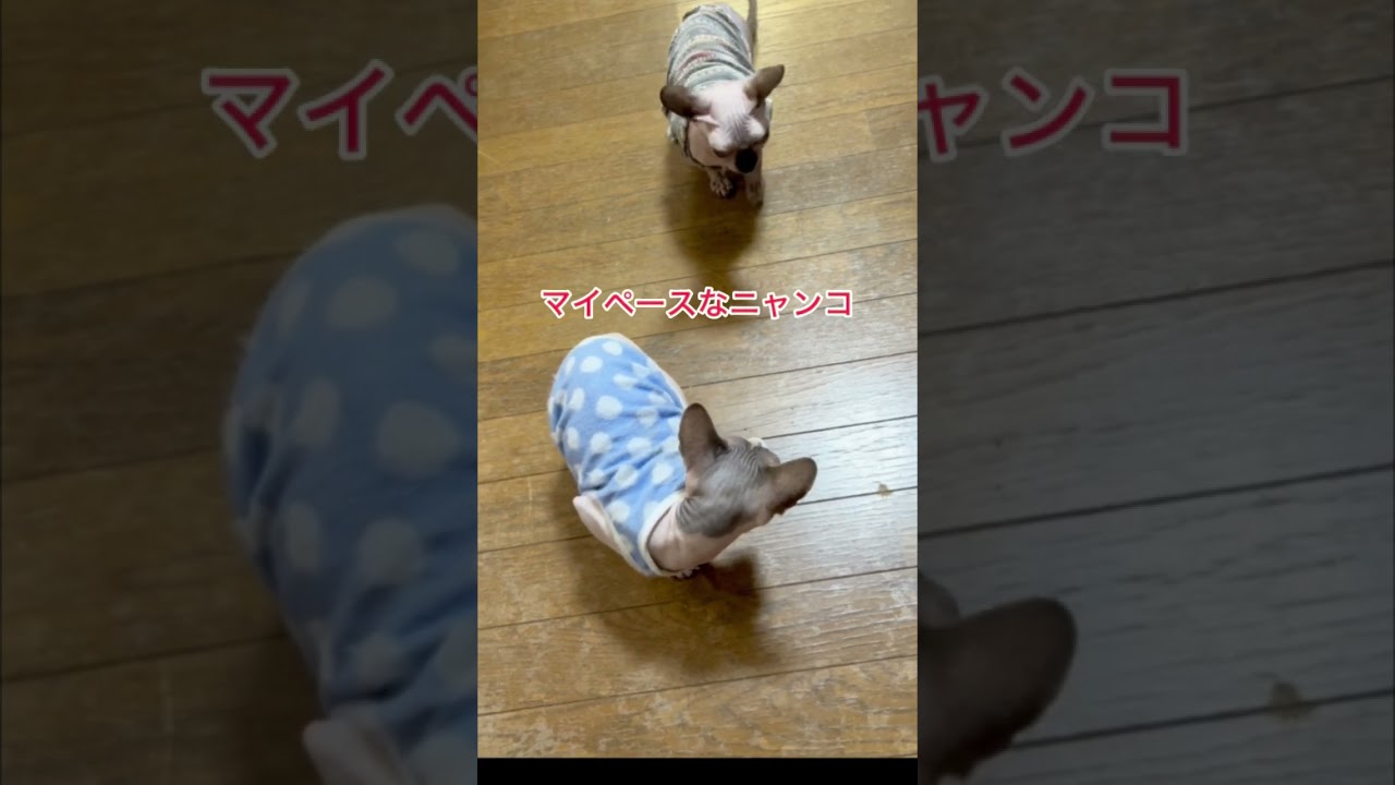 今日も自由なスフィンクス#shorts #スフィンクス #スフィンクス猫 #sphynx