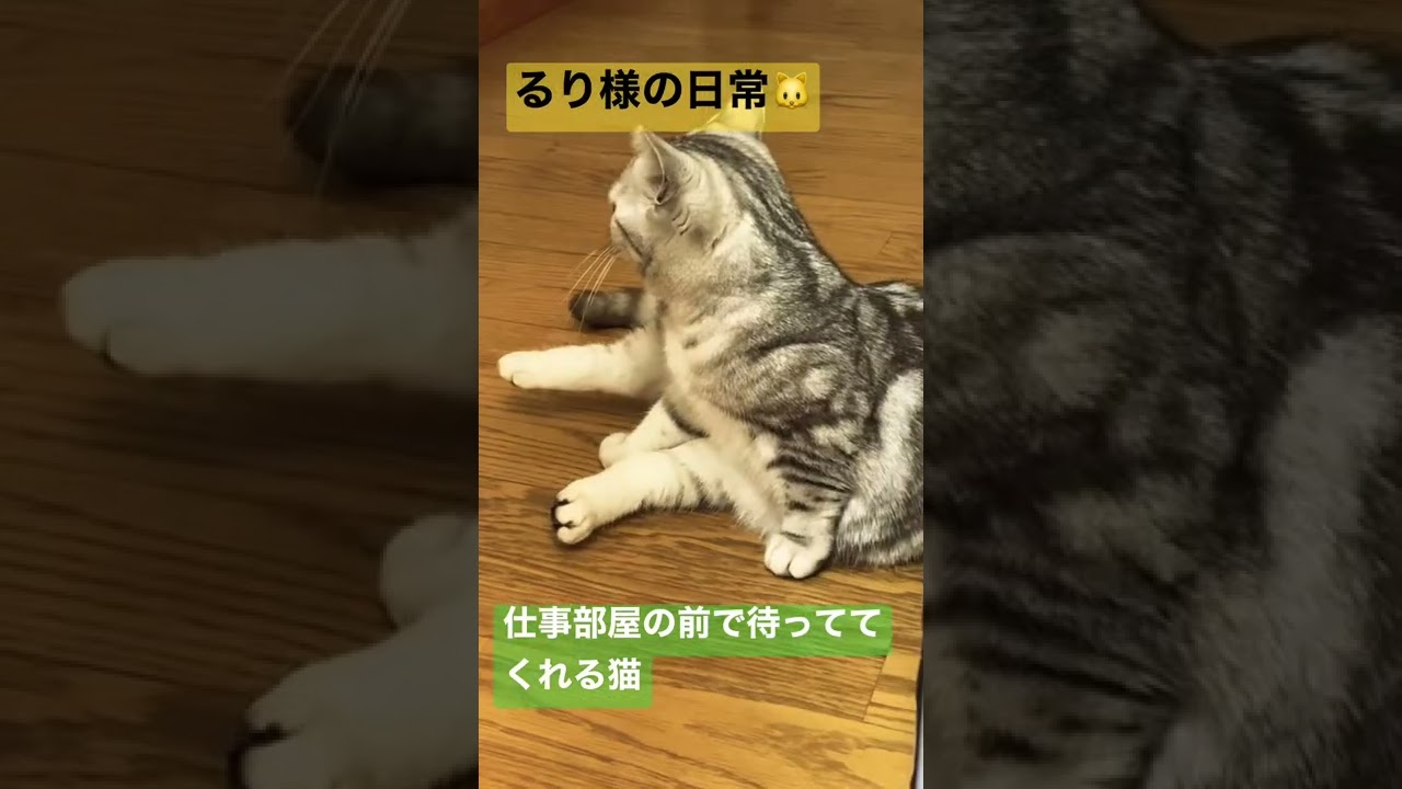 仕事部屋の前で待っててくれる猫【マンチカン】