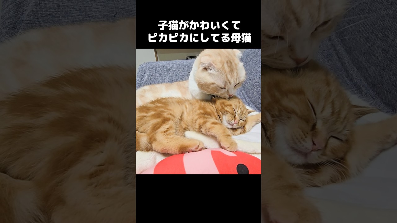 子猫がかわいくてピカピカ磨いてた母猫...Mom cat couldn’t stop grooming… pure love