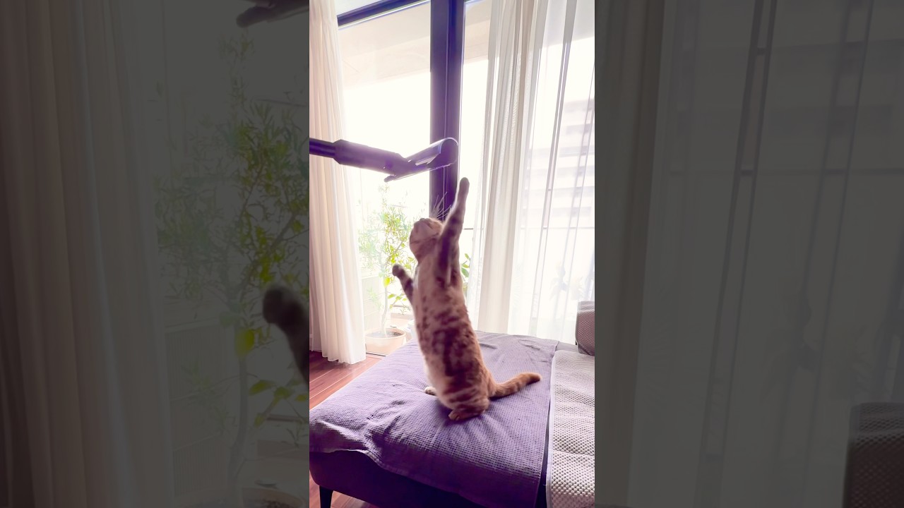 掃除機好き #cat #アメリカンカール #かわいい猫