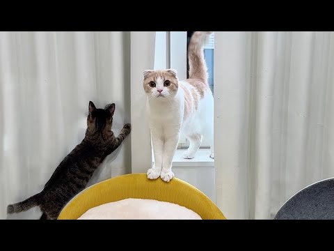 子猫たちのワンオペ育児が大変すぎてついにギブアップした猫がこうなっちゃいました…