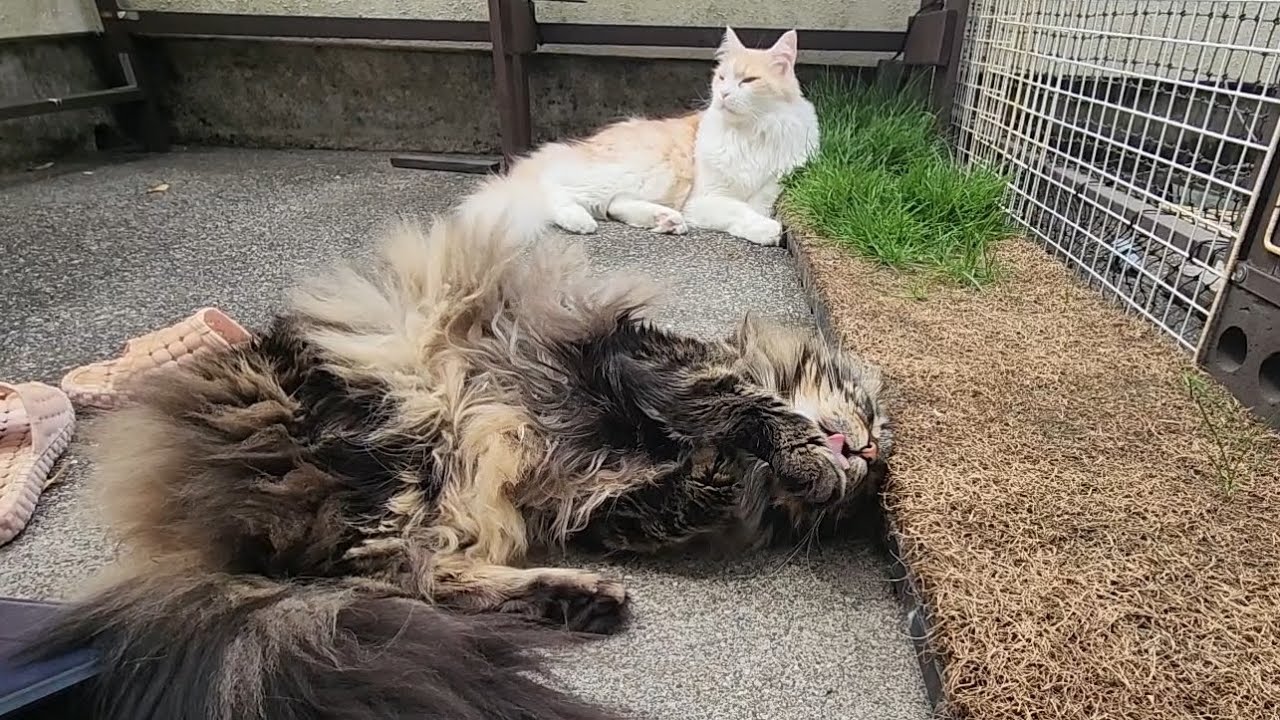 【メインクーン】くつろぎ