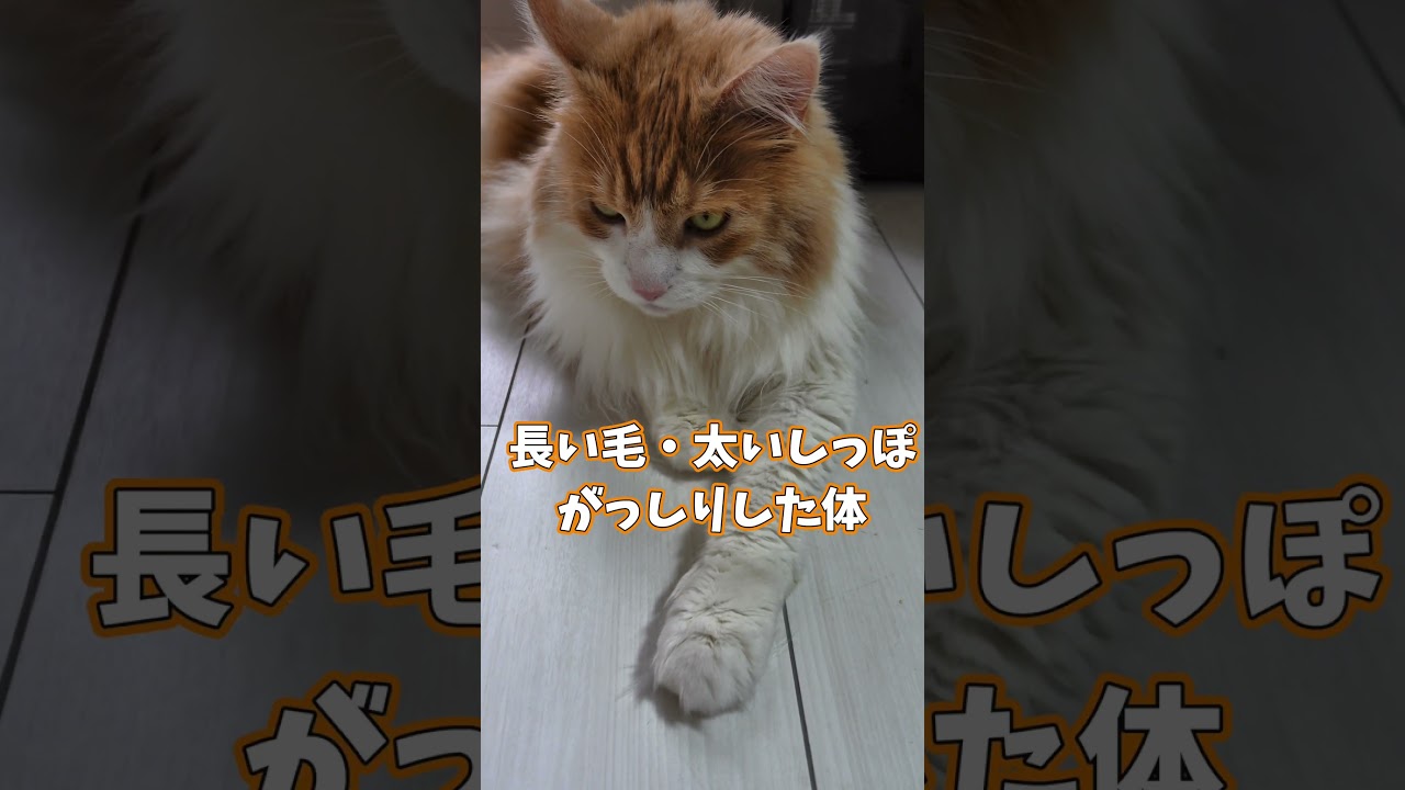 メインクーンが巨大な理由、知ってる？猫なのに8kg超えの衝撃！