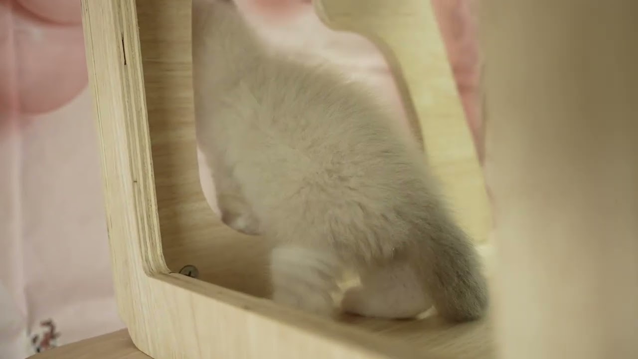 ラグドール 全てコミコミ総額表示😸当日見学OK🐱✨シールポイントバイカラーの男の子♪