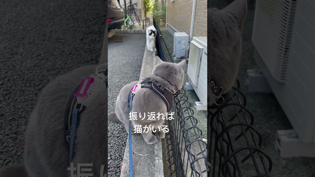 #cat #catlife #britishshorthair #ブリティッシュショートヘア #散歩する猫 振り返れば猫がいる