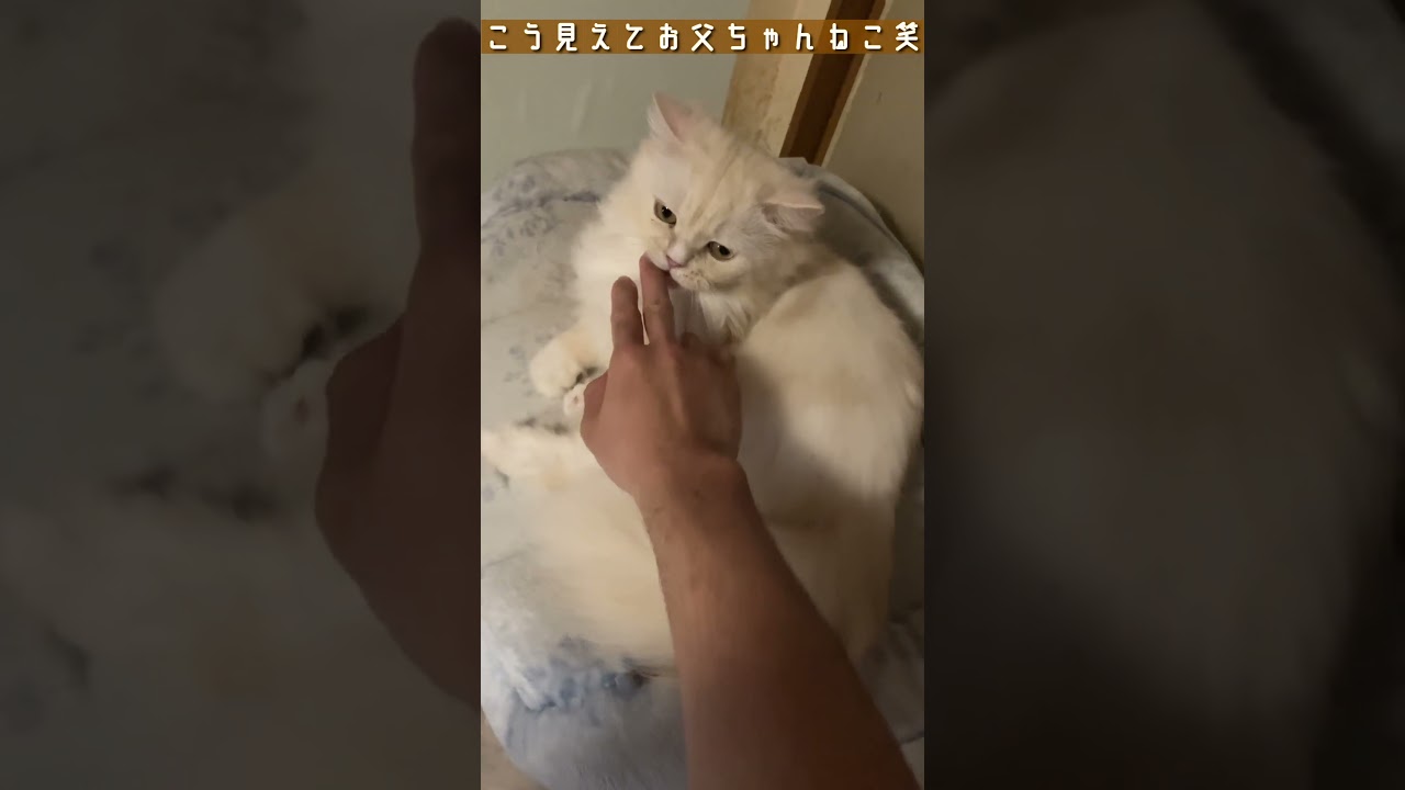 バロンがバピョーン！ #shorts #ラガマフィン #猫のいる暮らし
