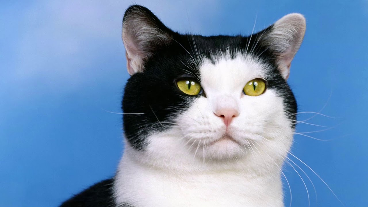 Gatos da Raça American Wirehair