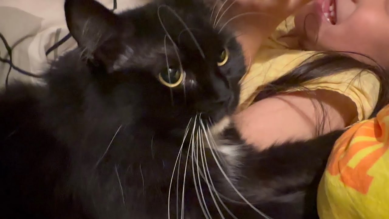 甘えん坊猫とカルタ邪魔する猫　ラガマフィン　サイベリアンA clingy cat. Ragamuffin. Siberian