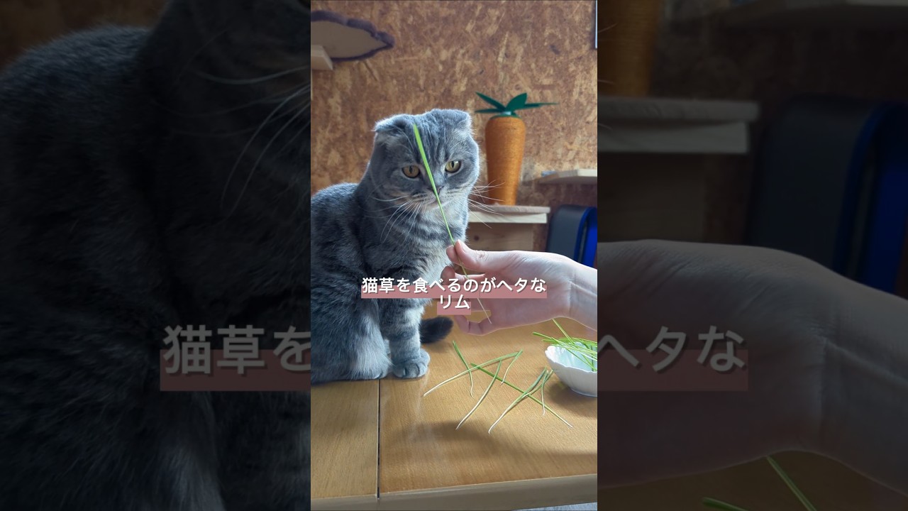 猫草を食べるのがヘタな、リム。#スコティッシュフォールド #猫 #リム #猫のいる暮らし #cat #cute #かわいい猫