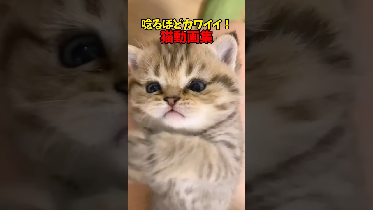 ぐぬぬぬぬぬ… #cats #cat ##猫 #ねこ