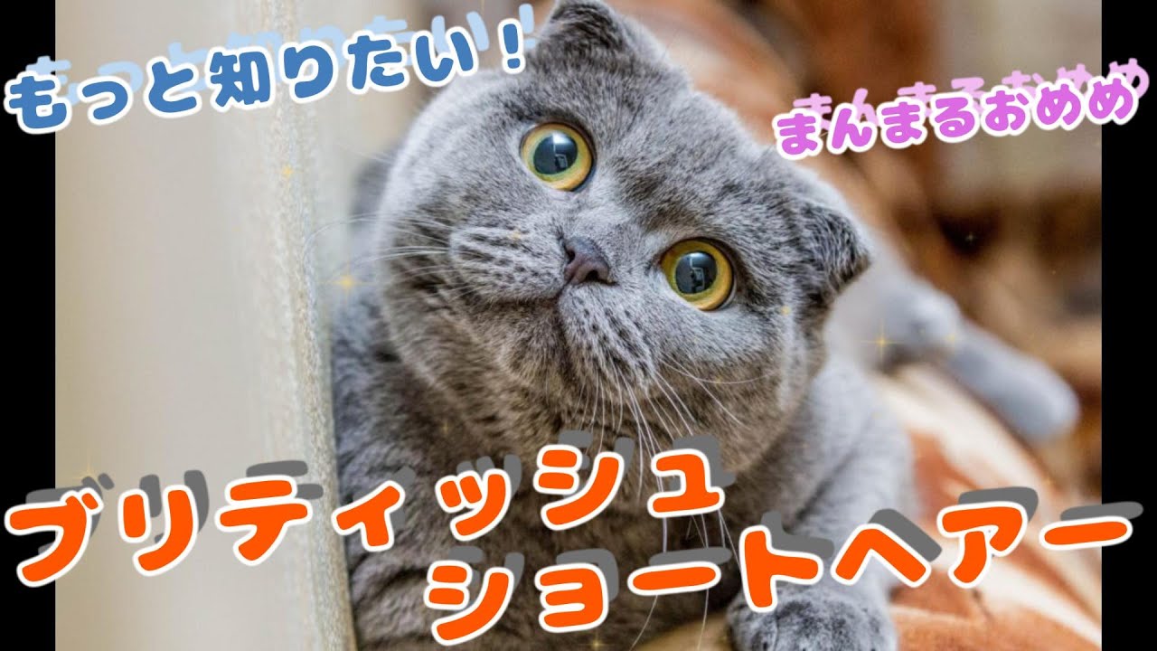 もっと知りたい！動物のこと【ブリティッシュショートヘアー】#animals #動物 #cat #かわいい動物 #ブリティッシュショートヘアー #雑学#猫