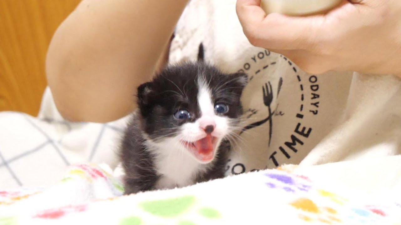 熱々のミルクを冷ましていると、待ちきれない子猫のミルクミルクコールが鳴り止まない。【赤ちゃん猫　保護猫】