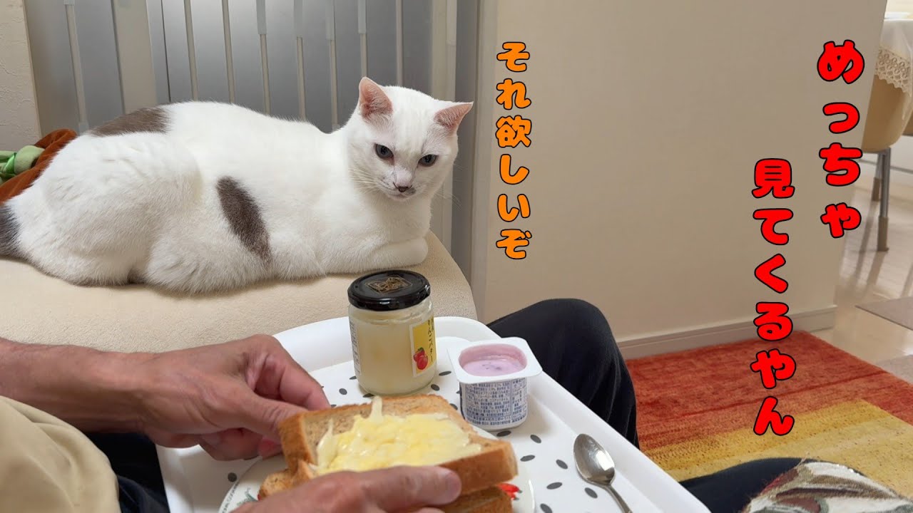 パパの朝食を隙あらば狙おうとする弟猫が可愛いすぎる
