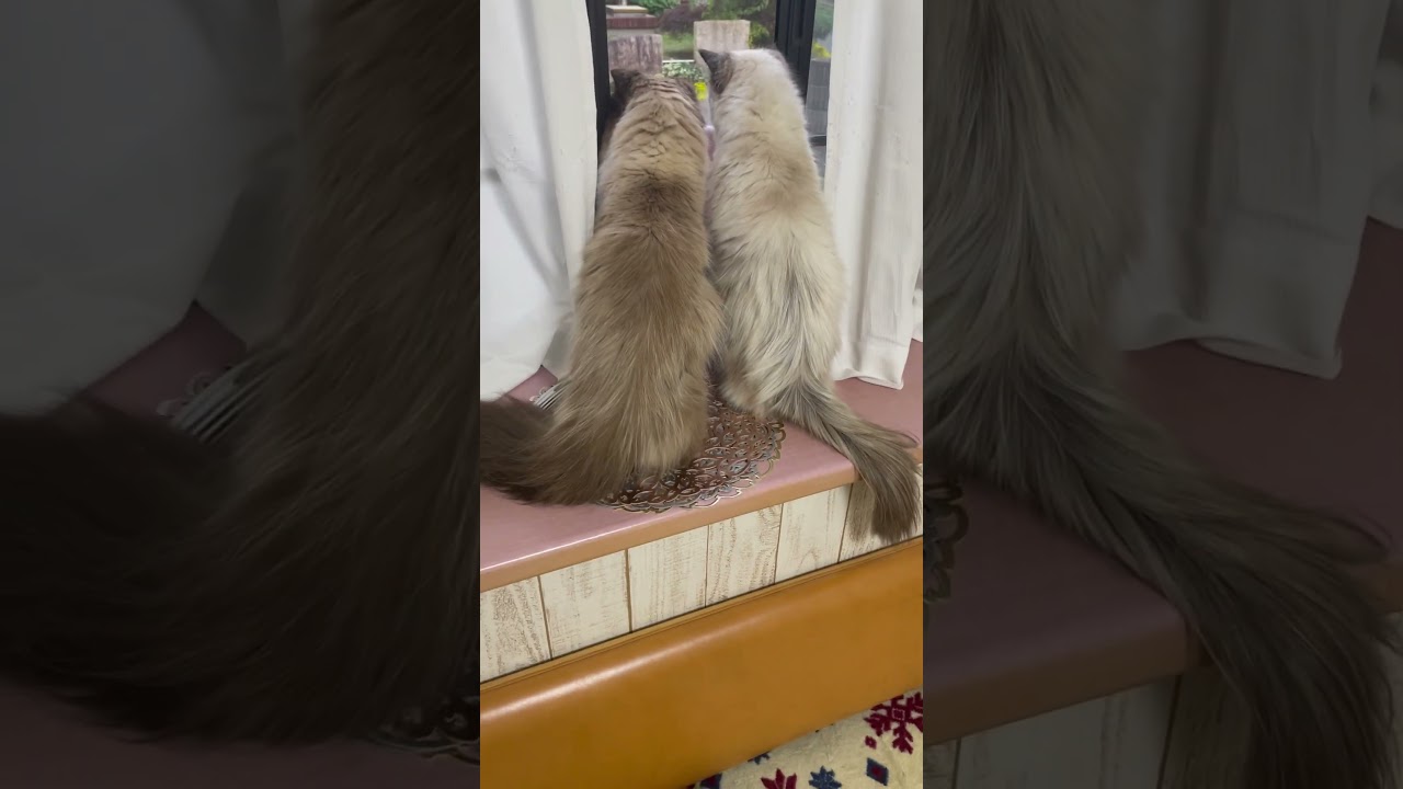並んだ背中が愛しすぎる #ヒマラヤン #猫