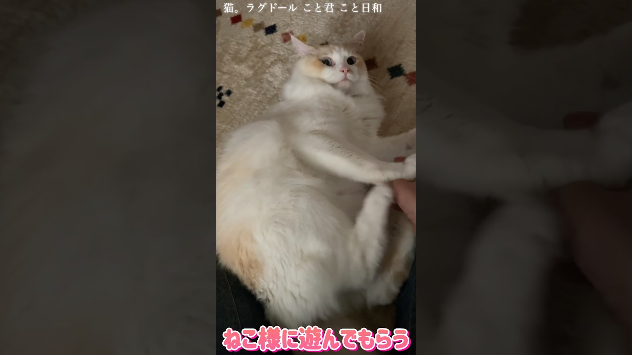 猫。ねこ様に遊んでもらう！#shorts