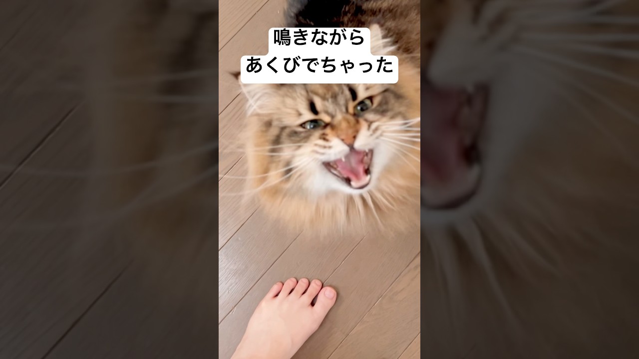 それでもかわいいのがネコたん #猫 #サイベリアン #あくび