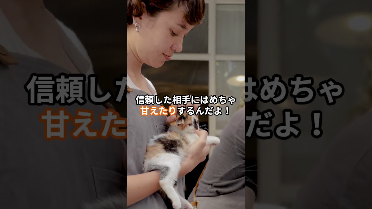 ひとりが平気なように見えて…猫は本当は“つながり”を大事にしてる。 #shorts #雑学 #猫
