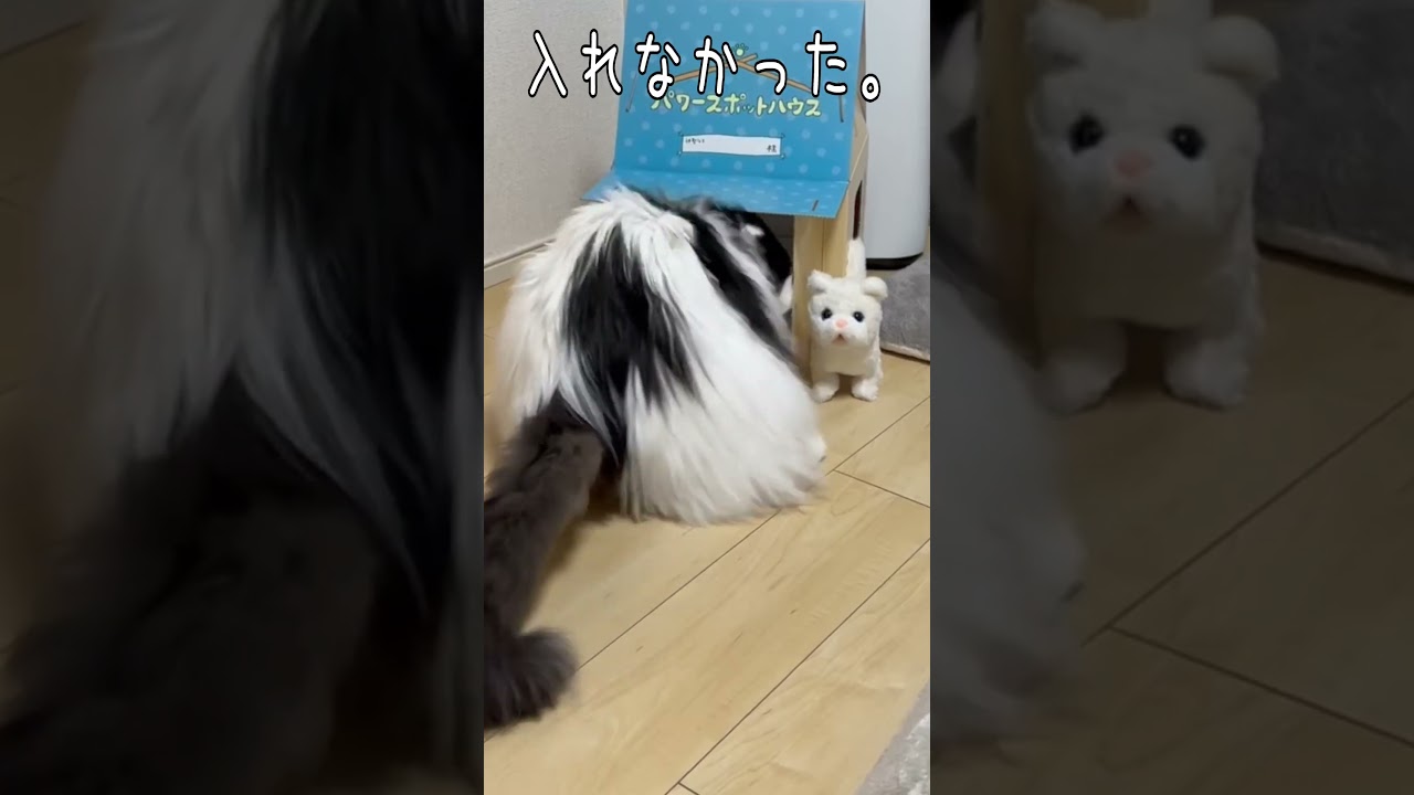 スコティッシュフォールドのパンダさんの1日 #cat#スコティッシュフォールド