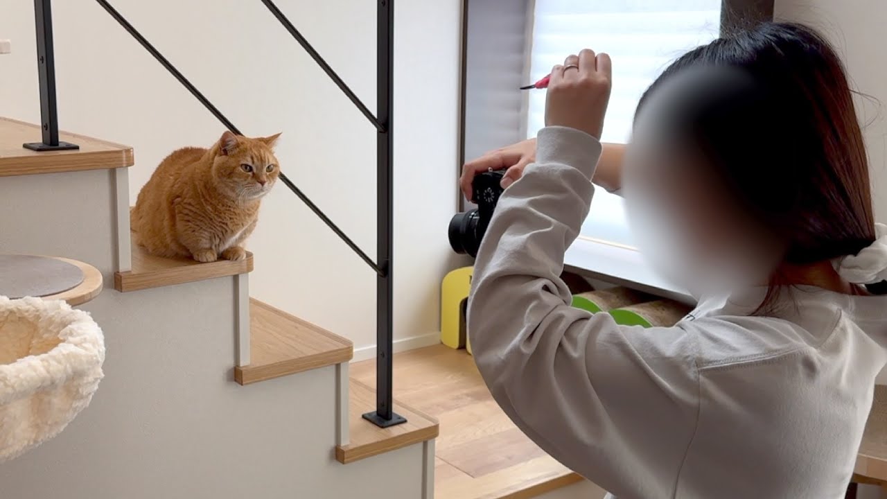 気まぐれなモデル猫さん撮影の裏側
