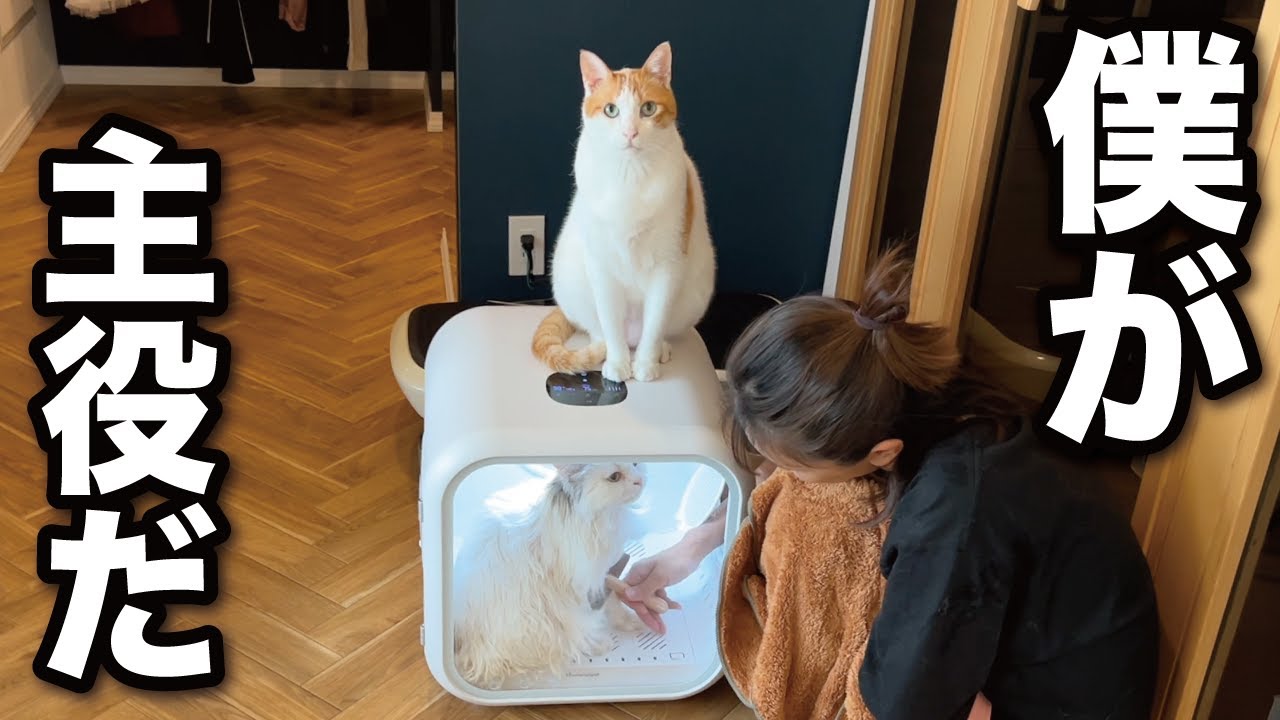 【甘えんぼ猫】主役級にカメラにフレームインしてくる…!!!超絶かまって猫がコチラ