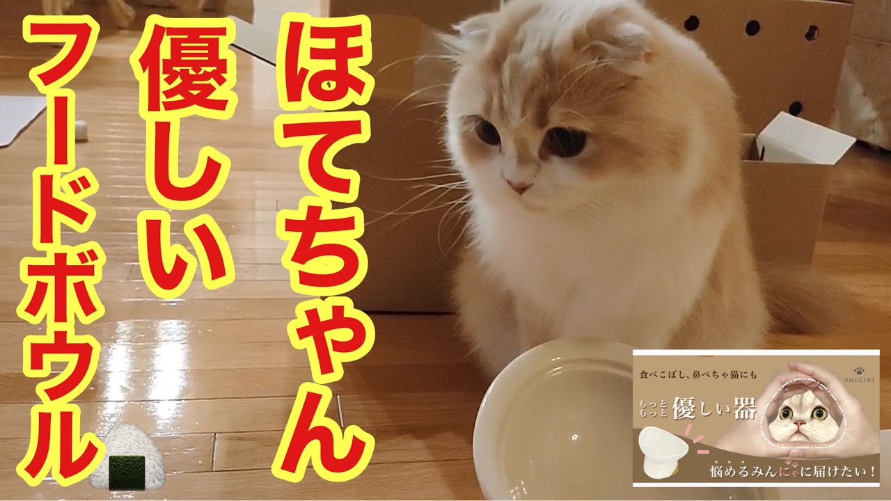 「ほてちゃん」子猫に優しいフードボウルONIGIRI 🍙【スコティッシュフォールド】