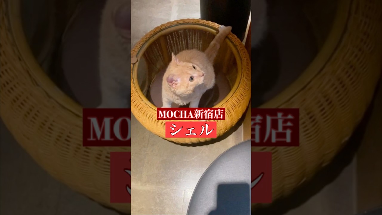 🐱シェル🐱　(セルカークレックス♂)　猫カフェMOCHA新宿店　2024/12/4 撮影分　　#日替わり猫カフェにゃんこ　#cat #catcafe