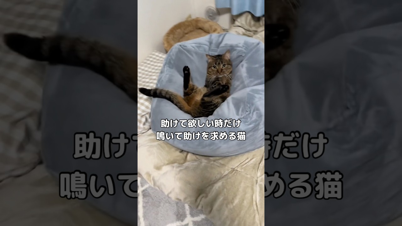 普段あまり鳴かないタイプの子なんだけど必要な時は鳴きますw #マンチカン #撮ってないで助けろ #shorts