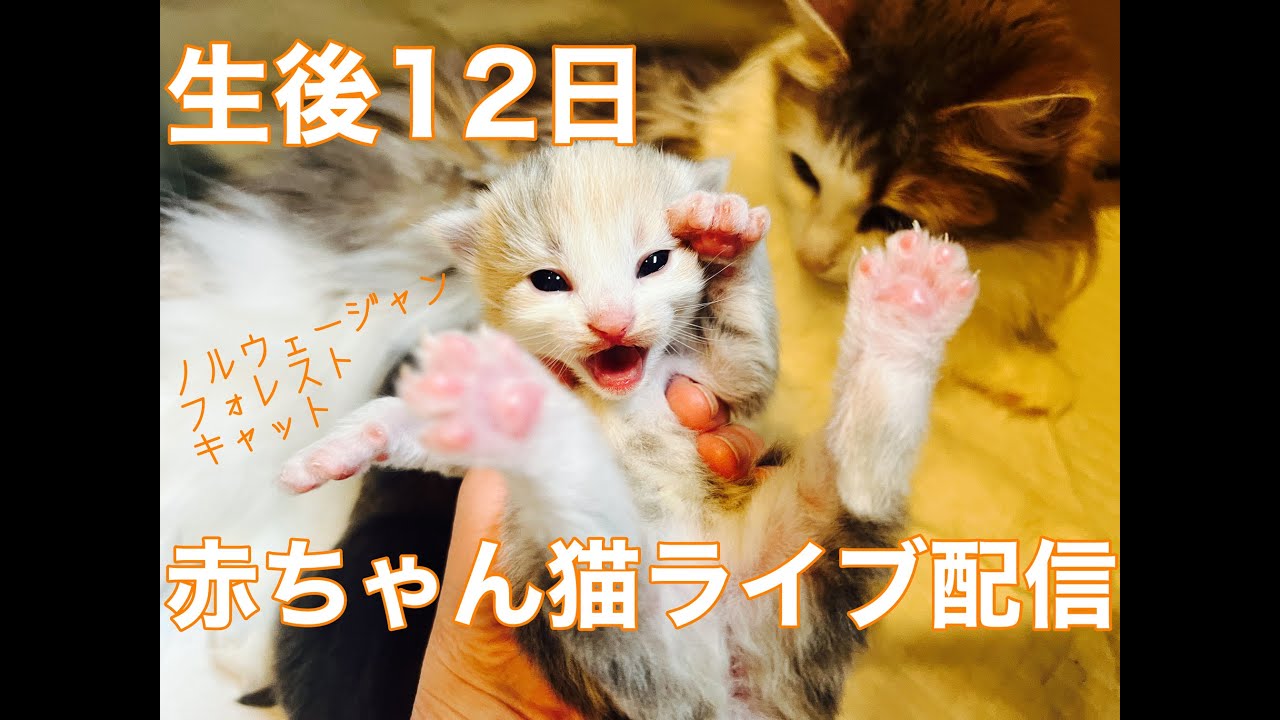 生後12日の赤ちゃんノルウェージャンライブ（ポモ＆勘九郎の子猫たち）