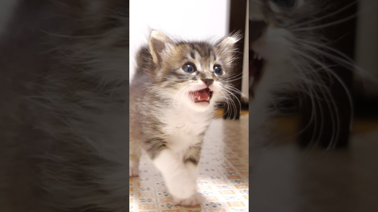 ミルクと勘違いした子猫がママを追いかける。 #gatto #kitten #子ネコ #meow #asmr