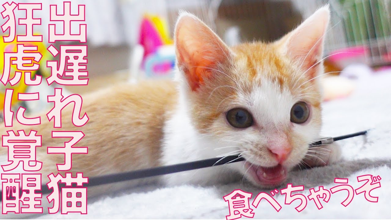 出遅れ子猫、狂った虎に覚醒する Tiger-Jeet-Kitty 'Kaito'