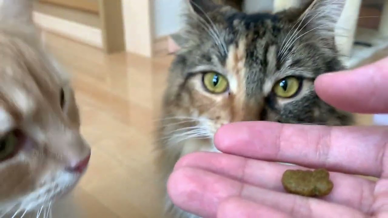 【メインクーン/ラガマフィン】猫用の歯磨きおやつ買ってみました！