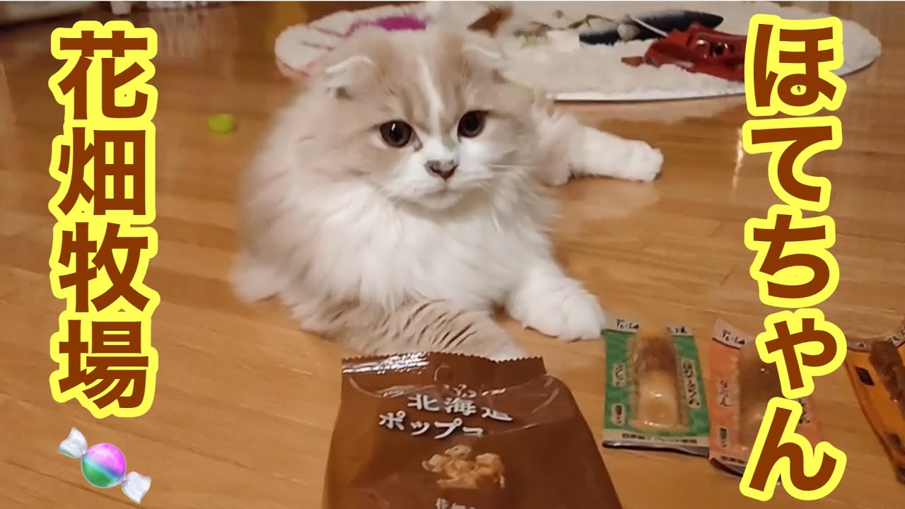 「ほてちゃん」子猫とダイソー花畑牧場商品【スコティッシュフォールド】