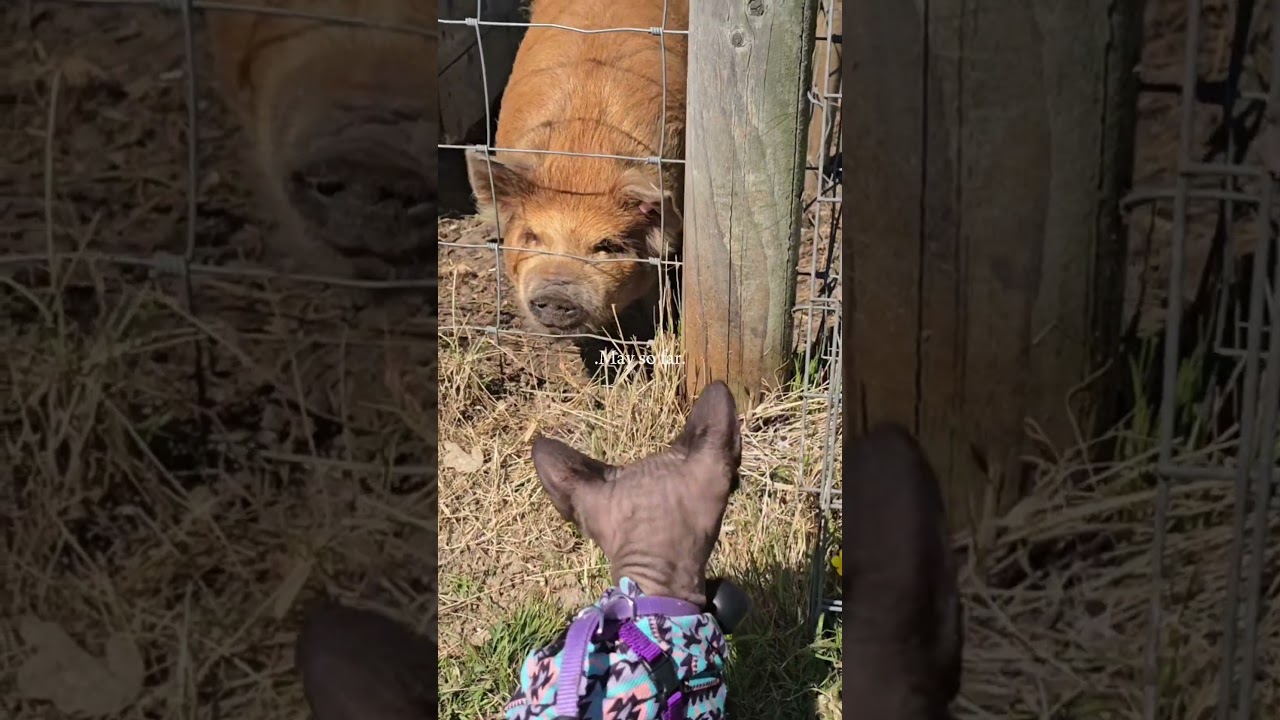 May cat adventures, so far #shorts #cats #pets #adventurecat #tripout #adventure #viral