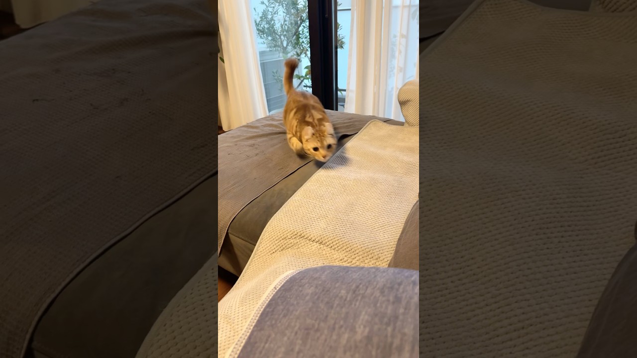 猫ルイちゃん遊んで #cat #アメリカンカール #猫のいる暮らし #メチャクチャかわいい #cute