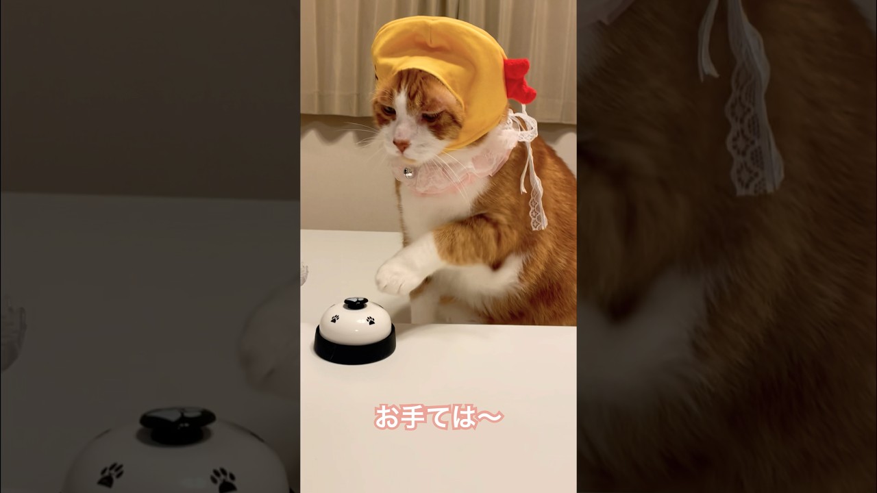 寝る子（猫）は育つ、育ち過ぎたでぶ猫 Overgrown fat cat #shorts #猫のいる暮らし
