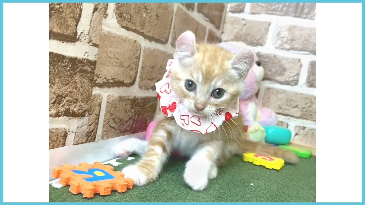 718722 アメリカンカール