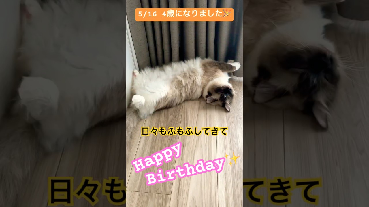お誕生日を迎えたたぬきに似た猫さん #ragdolls #cats #birthday #4yearold #ラグドール #誕生日 #4歳 #猫のいる暮らし