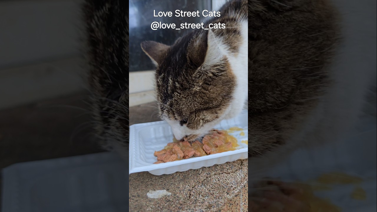 They don’t have homes, but they have us. A warm meal can mean the world out here. 🐾💛 #straycatlove