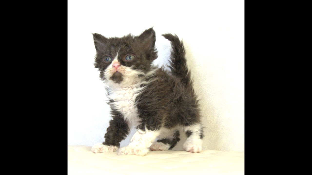 セルカークレックス子猫　Selkirk Rex　2025.4.12産まれ　ブラック＆ホワイト　巻き毛　女の子　シーダキャット猫のお店